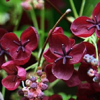 Akebia Quinata - Schijnaugurk - 50-60 cm in pot: Snelgroeiende klimplant