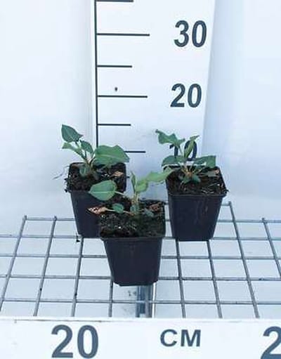 6x Duizenknoop - Persicaria ampl. 'Amethyst Summer®' | 9x9 cm pot
