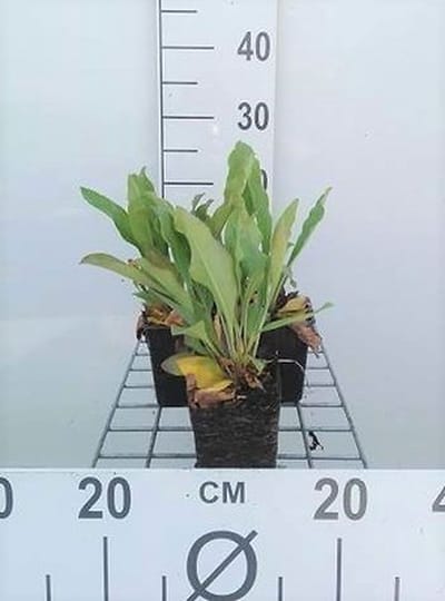 6x Limonium - Limonium latifolium | 9x9 cm pot