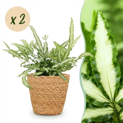 Plantenboetiek.nl | Pteris cretica Albolineata - Lintvaren - Huisdiervriendelijke Plant - Groen - 2 Planten - met Mand - Ø12cm - 20cm hoog - Kamerplant - Arrangement - Plant met pot