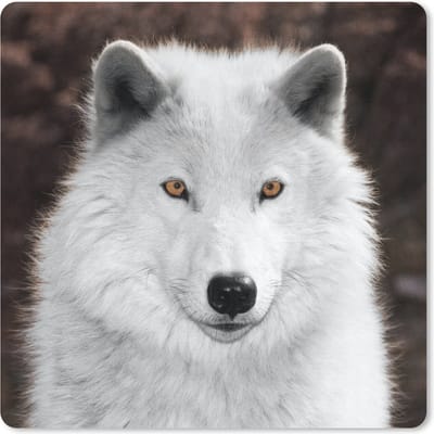 Muismat Wolven - Arctische Wolf muismat rubber - 20x20 cm - Muismat met foto