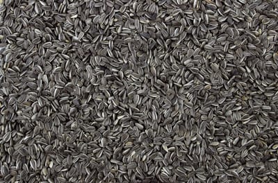 Hengelsport en Dierenshop - zonnepitten gestreept - 1 kilo - buitenvogelvoer -