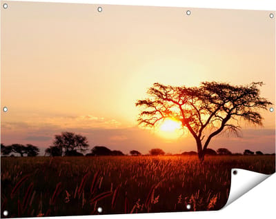 Gards Tuinposter Zonsondergang Achter een Acacia Boom - 120x80 cm - Tuindoek - Tuindecoratie - Wanddecoratie buiten - Tuinschilderij