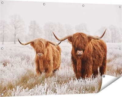 Gards Tuinposter Twee Schotse Hooglander Koeien in de Wei - 120x80 cm - Tuindoek - Tuindecoratie - Wanddecoratie buiten - Tuinschilderij