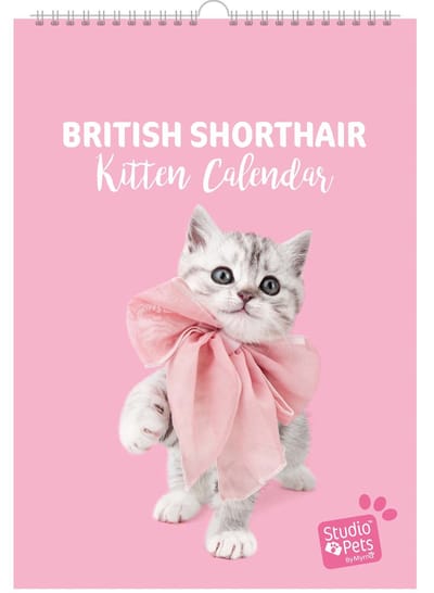 Studio Pets® verjaardag kalender A4 – Britse Korthaar katten maandplanner – kalender