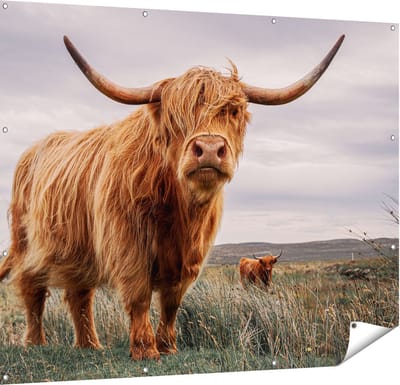 Gards Tuinposter Schotse Hooglander Koeien in de Wei - 150x120 cm - Tuindoek - Tuindecoratie - Wanddecoratie buiten - Tuinschilderij