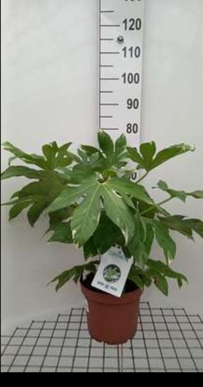 Fatsia japonica 'Variegata' - Vingerplant 60- + cm in pot