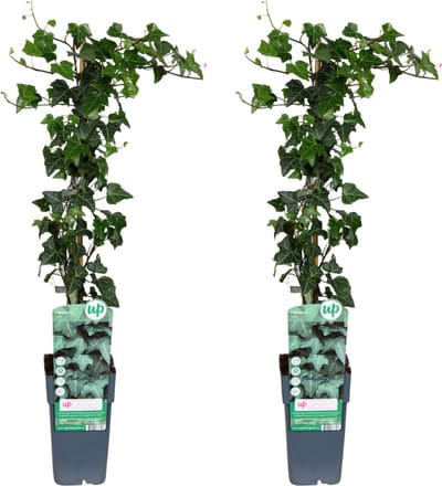 Plantenboetiek.nl | Hedera helix | 2 stuks - Ø15cm - 55-65cm hoog - Tuinplant - Multideal