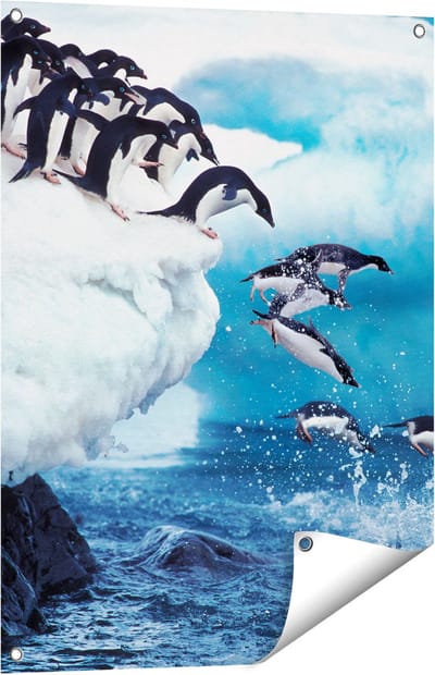 Gards Tuinposter Kudde Pingu�ns Springen vanaf een Rots - 60x80 cm - Tuindoek - Tuindecoratie - Wanddecoratie buiten - Tuinschilderij