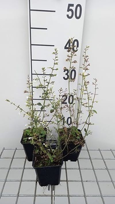 6x Steentijm - Calamintha nep. 'Weisser Riese' | 9x9 cm pot