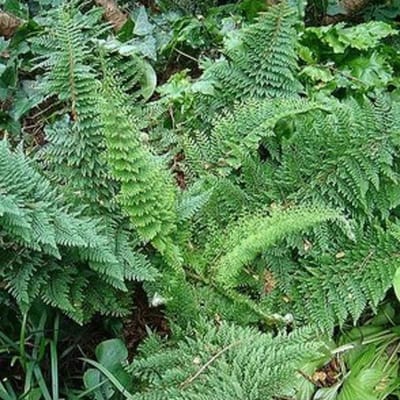 6 x Polystichum Setiferum 'Densum' - Naaldvaren pot 9x9cm - Dicht geveerde bladeren