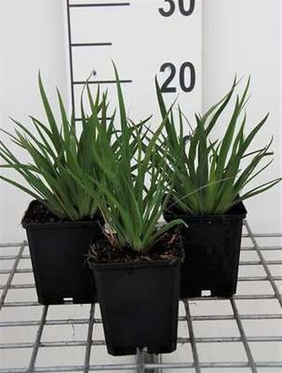 6x Blauwogengras - Sisyrinchium angustifolium | 9x9 cm pot