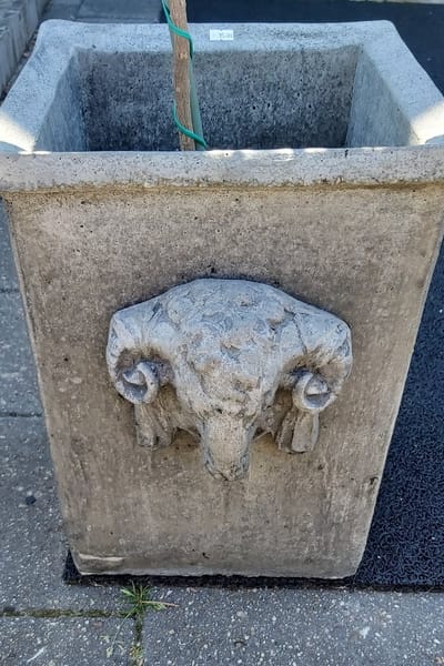 Il cupido| bloembak beton|plantenbak beton| vorstvrij| bloembak met ramskop| plantenbak met ramskop