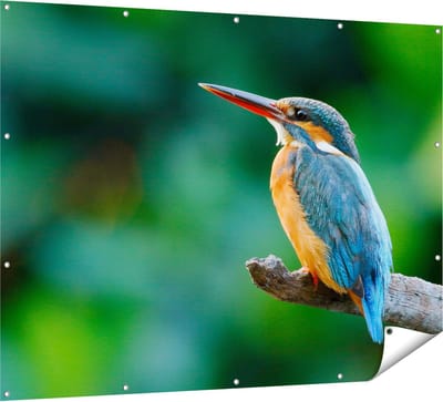 Gards Tuinposter Blauw Oranje IJsvogel op een Tak - 160x120 cm - Tuindoek - Tuindecoratie - Wanddecoratie buiten - Tuinschilderij