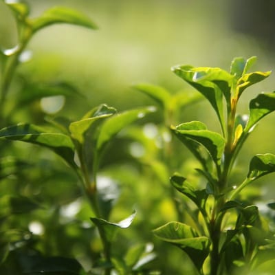 Geurolie - Groene Thee en Komkommer - 1 L