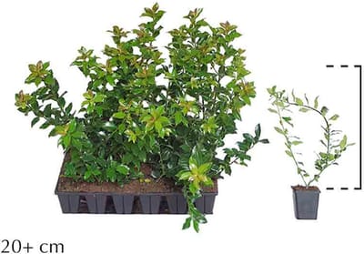 18 stuks | Hulst 'Blue Maid' P9-tray - Inbraakwerend - Prachtige herfstkleur - Vruchtdragend - Wintergroen - Zeer winterhard