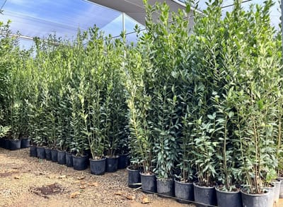 Sunny Tree Laurus Nobilis – Echte Laurierstruik, Wintergroen, 160 cm, Winterhard, 10L Pot, Premium Kuipplant voor Tuin & Terras, Aromatisch