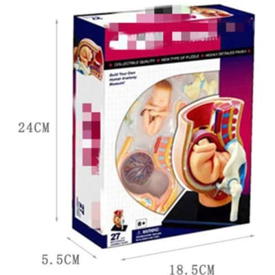 4D Master Puzzel Menselijk Lichaam Orgaan Anatomisch Model Bouwspeelgoed Medisch Lesmodel Biologische Educatieve Speelgoed