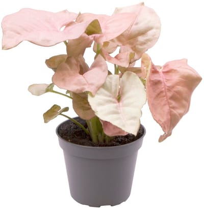 Syngonium Neon - Hoogte 12cm - Pot 6cm