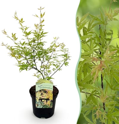 Green boutiQ - Terrasplant - Japanse Esdoorn - Acer palmatum Methamorphosa - Groen - 1 Plant - Bladverliezend - Pot 19cm Hoogte 70cm