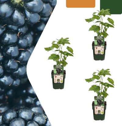 Tuinplantenshop.com | Bramenplanten - Rubus fruticosus - biologisch | 3 stuks - Ø13cm - 20cm hoog - Tuinplant - Groente & Fruit