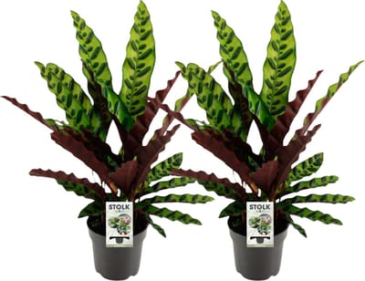 Plantenboetiek.nl | Calathea Lancifolia Insignis | 2 stuks - Ø14cm - 35-45cm hoog - Kamerplant - Groenblijvend - Multideal