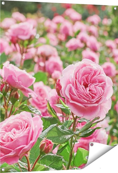 Gards Tuinposter Roze Rozen Bloemenveld - 80x100 cm - Tuindoek - Tuindecoratie - Wanddecoratie buiten - Tuinschilderij