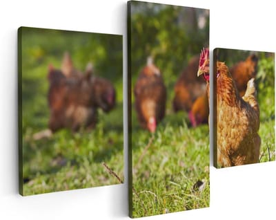 Artaza Canvas Schilderij Drieluik Kippen in het Gras - 90x60 - Foto Op Canvas - Canvas Print