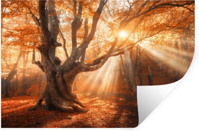 Muurstickers - Sticker Folie - Boom - Natuur - Herfst - 30x20 cm - Plakfolie - Muurstickers Kinderkamer - Zelfklevend Behang - Zelfklevend behangpapier - Stickerfolie