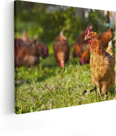 Artaza Canvas Schilderij Kippen - 50x40 cm - Wanddecoratie Boerderij - Muurdecoratie Dieren - Kamer Accessoires