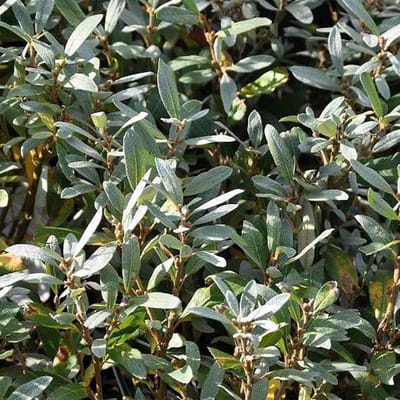Salix Helvetica - Zwitserse bolwilg;Zwitserse dwergwilg 25-30 cm pot