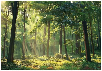 WALLARENA - Fotobehang - 150x105 cm - Fototapete van een bos met zon, geschikt voor keuken, slaapkamer en woonkamer