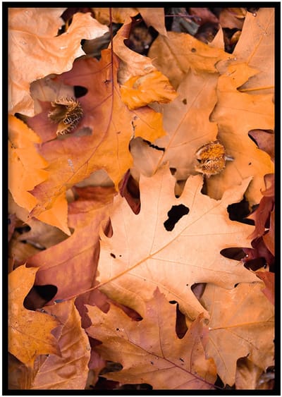 Poster Herfstbladeren- 30x40cm met Fotolijst – Natuur Poster – Ingelijst