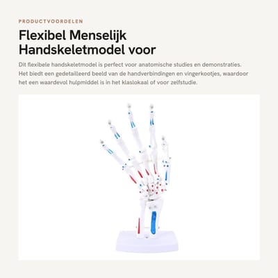 Dailygoods- Handskeletmodel 1:1 - Flexibel - Anatomie Model - PVC - Draagbaar - Gedetailleerde Visualisatie - Anatomisch Model