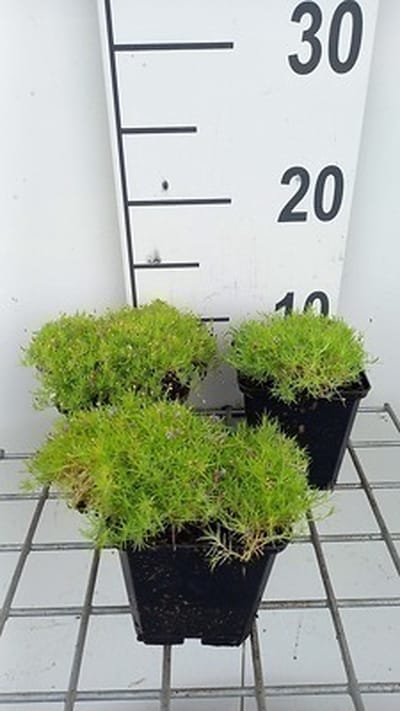 6x Struiksalie - Sagina sub. 'Aurea' | 9x9 cm pot