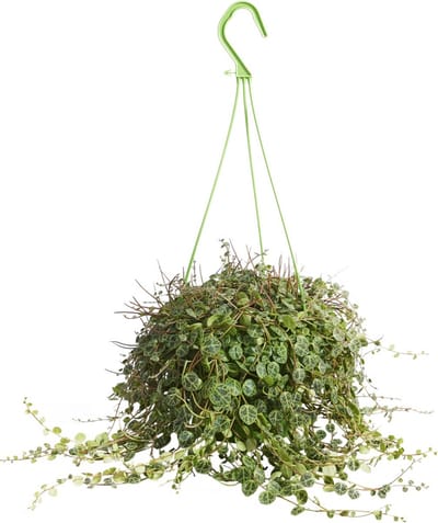 PLNTS - Peperomia Prostrata - Kamerplant - Kweekpot 14 cm - Hoogte 20 cm