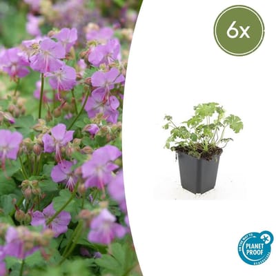 Trendyplants - Geranium cantabrigiense 'Cambridge' - 6 stuks - Ooievaarsbek - Winterhard - Hoogte 10-30 cm - Potmaat Ø9cm