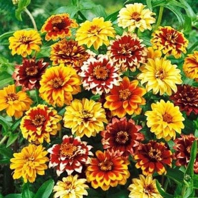 Zinnia Zaden - Bloemenzaadjes Vecchio Messico - Bloementuin Aanleggen - Dubbelkleurige Bloemen - 700 Zaden - Bicolor