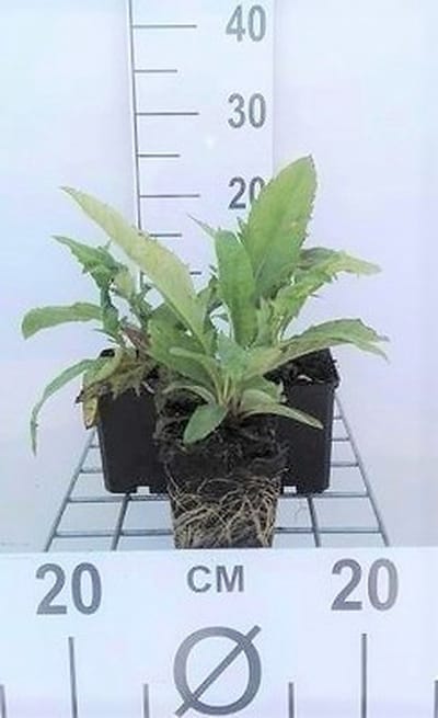 6x Kogeldistel - Echinops ritro | 9x9 cm pot