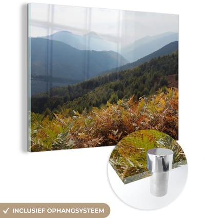 ® Glasschilderij 160x120 cm - Schilderij acrylglas - Gekleurde varens in het Nationaal park Val Grande in Italië - Foto op glas - Muurdecoratie woonkamer - Wanddecoratie slaapkamer - Schilderijen