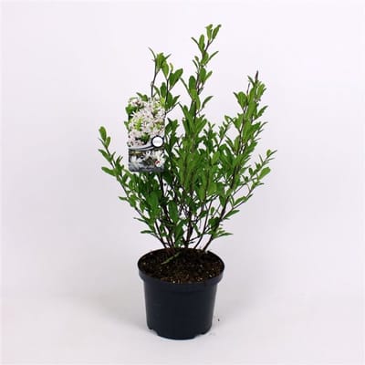 Plants Online - Tuinplanten - Heesters - Set van 1 - Magnolia stellata - 5 liter pot - Plant 40-50 cm
