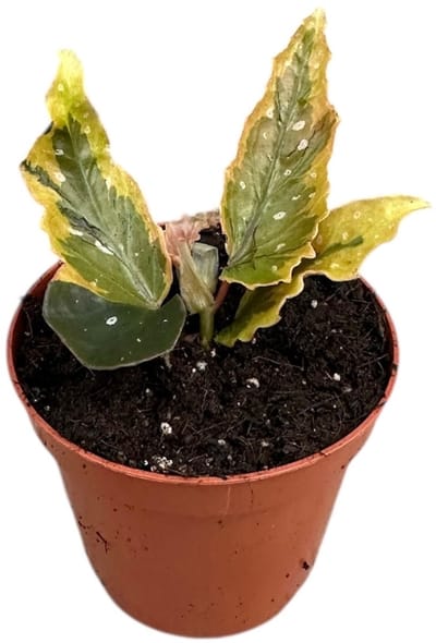 Begonia Dainty Spray Sport variegated - Kamerplant - Potmaat Ø8 cm