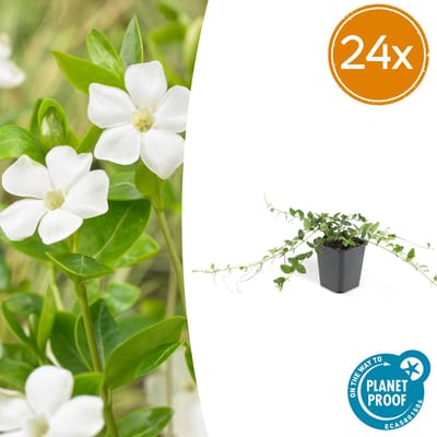 Tuinplantenshop.com | Vinca minor 'Alba' | 24 stuks - Ø9cm - 10-25cm hoog - Tuinplant