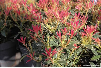 2x PIERIS HYBR. 'FLAMING SILVER' 20- 30 C2 - ROTSHEIDE - LAVENDELHEIDE