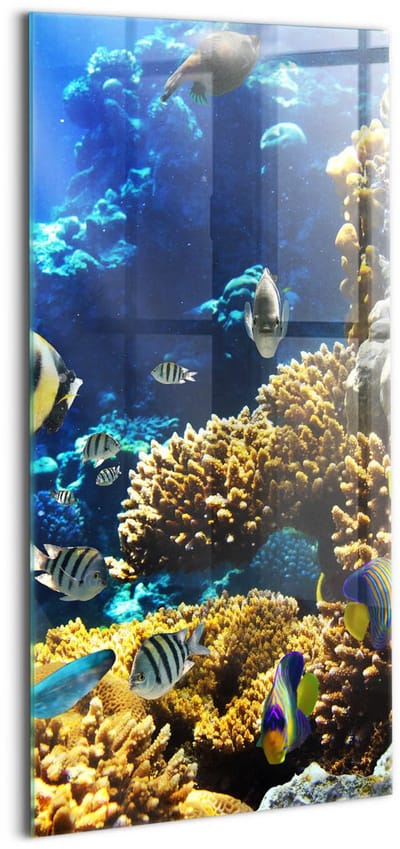 Wallfluent Glasschilderij - Foto van vissen op een koraalrif. Foto Schilderij Op Glas - 50x100 cm - Veelkleurig Verticale Muurschildering - Dieren Glas Schilderij - Schilderij Glas - Schilderij Op Glas