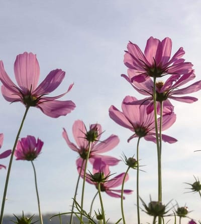 Fotobehang - Cosmos Flowers 225x250cm - Vliesbehang