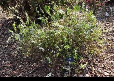 Spiraea thunbergii - Spierstruik 60- 80 cm in pot