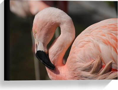 Canvas  - Flamingo met Gebogen Nek - 40x30cm Foto op Canvas Schilderij (Wanddecoratie op Canvas)