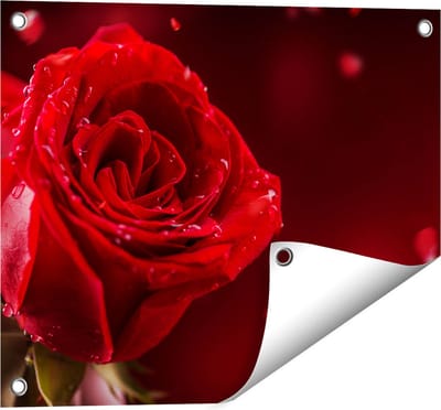 Gards Tuinposter Romantische Rode Roos - 50x40 cm - Tuindoek - Tuindecoratie - Wanddecoratie buiten - Tuinschilderij