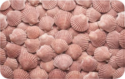 Badmat 80x50 cm - Antislip - Schelpen - Patroon - Roze - Badmatten voor badkamer - Badkamermat - Douchemat - Badkamer mat